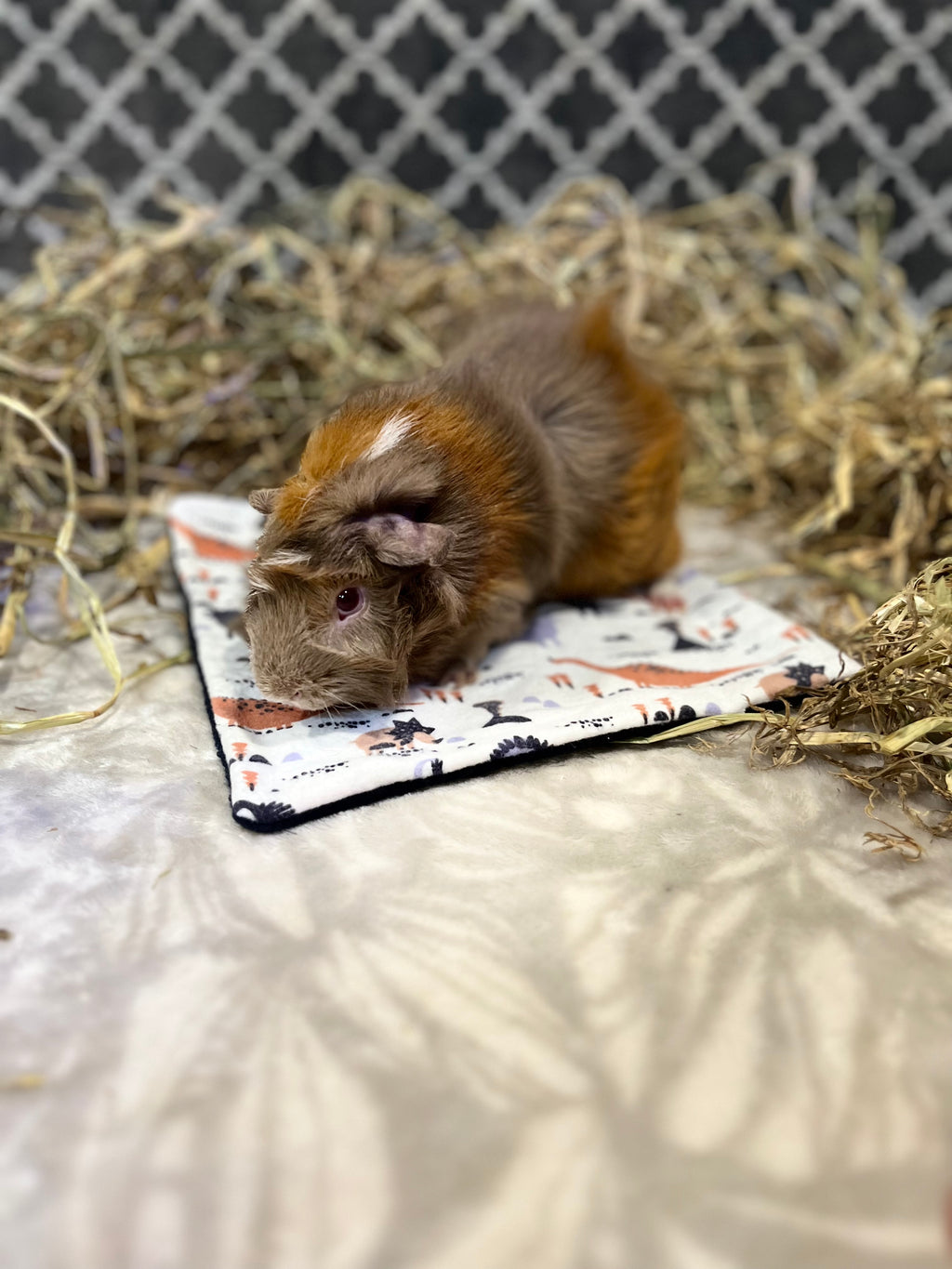 The Lap Pad