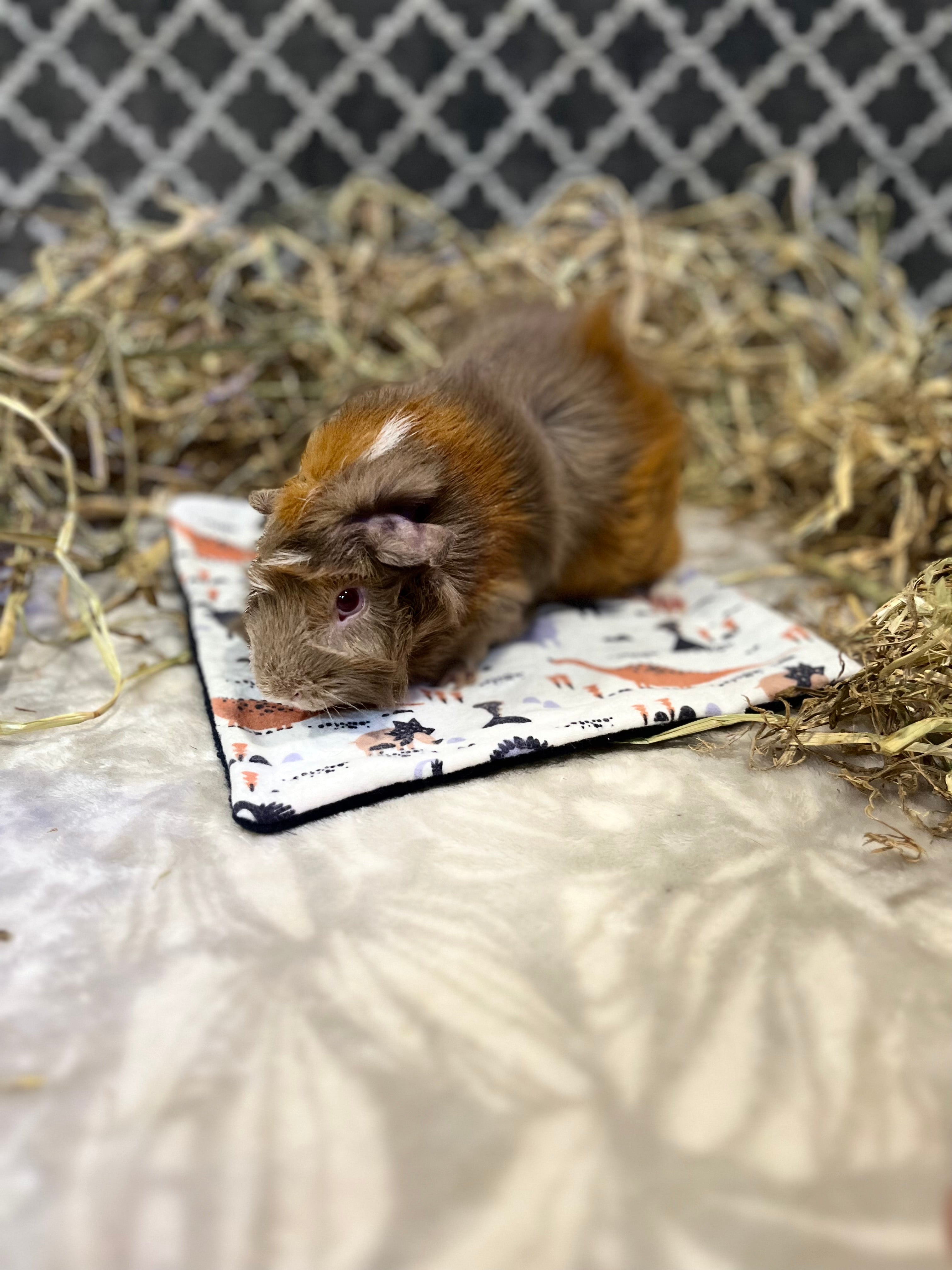 The Lap Pad