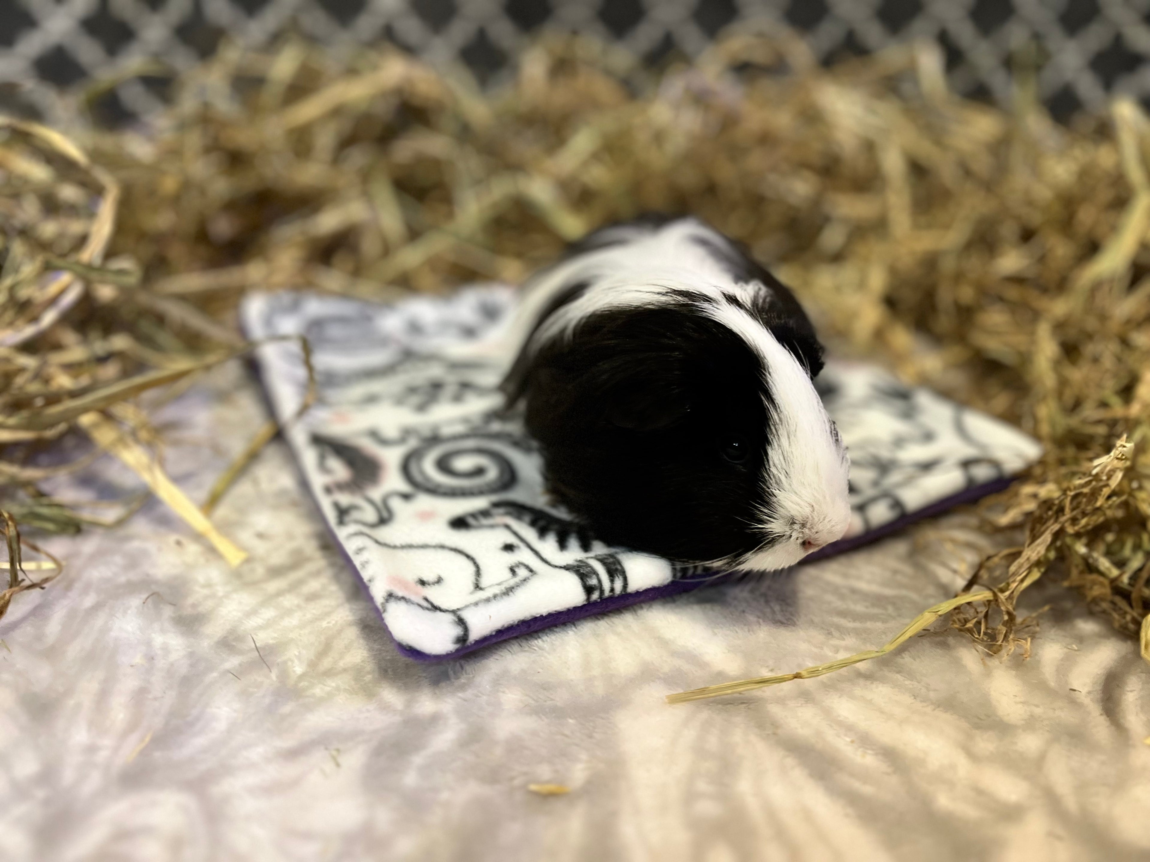 The Lap Pad
